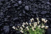Sea campion (Silene uniflora) white flowers growing on black volcanic rocks, Snaefellsnes, Iceland, June