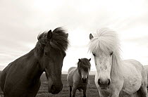 Group of Icelandic horses, Hofn, Iceland, June.