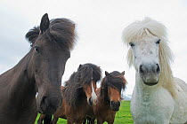 Group of Icelandic horses, Hofn, Iceland, June.
