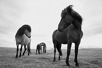 Icelandic horses, near Hofn, Iceland, June.