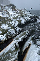 Shags (Phalacrocorax aristotelis) in snow at coast, Hornya, Finnmark, Norway March