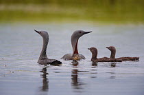 Red-throated diver (Gavia stellata) family group on water, Iceland, June