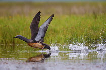 Red-throated diver (Gavia stellata) taking off from water surface, Iceland, June