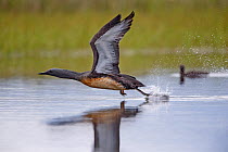 Red-throated diver (Gavia stellata) taking off from water surface, Iceland, June