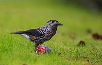 Spotted nutcracker (Nucifraga caryocatactes) eating from a cone Swiss pine, Sweden August