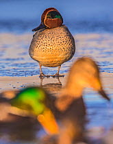 Teal (Anas crecca) male with Mallard (Anas platyrhynchos) in foreground on ice in winter Oslo, Norway, December