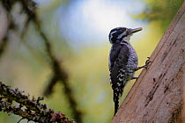Three-toed woodpecker (Picoides tridactylus), with caterpillar in beak about to feed young at nest, Hedmark, Norway June