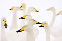 Whooper swans (Cygnus cygnus) flock in spring, Lake Tysslingen, central Sweden March