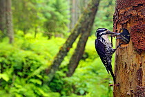 Three-toed woodpecker (Picoides tridactylus) feeding chick at nest, Hedmark, Norway July