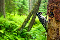 Three-toed woodpecker (Picoides tridactylus) adult at nest with young, Hedmark, Norway July