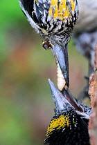 Three-toed woodpecker (Picoides tridactylus) adult feeding young with caterpillar, Hedmark, Norway July