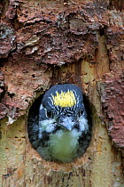 Three-toed woodpecker (Picoides tridactylus) young looking out of nest hole, ready to fly, Hedmark, Norway July