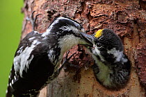 Three-toed woodpecker (Picoides tridactylus) adult feeding young at nest, Hedmark, Norway July
