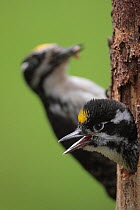 Three-toed woodpecker (Picoides tridactylus) young calling out of nest hole, adult behind with food, Hedmark, Norway, July