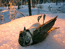 Crested tit (Parus cristatus) died during cold winter night, Akershus Norway