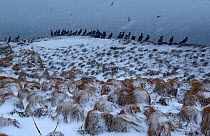 Shags (Phalacrocorax aristotelis) standing in coastal snow blizzard, Hornya, Finnmark, Norway March