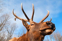 Elk (Cervus elaphus canadensis) stag, portrait from below, Omega park, Montebello, Quebec, Canada. Captive.