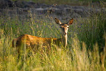 Red deer (Cervus elaphus) hind,  Andalucia, Spain, January.