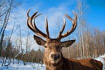 Elk (Cervus elaphus canadensis) Omega Park, Montebello, Quebec, Canada. Captive.