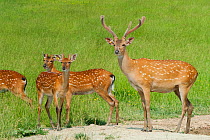 Vietnamese sika deer (Cervus nippon pseudaxis) stag and hinds, Vietnam. Captive.