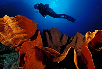 Scuba diver above sponge, Light house Bomme, Great Barrier Reef, Australia.