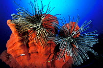 Featherstars (Crinoidea) on sponge, Great Barrier Reef, Australia,