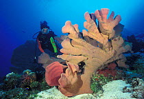 Scuba diver with large sponge, Great Barrier Reef, Australia.