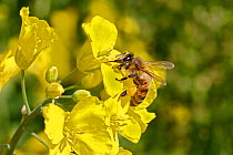 Honey bee (Apis mellifera) feeding on Oilseed Rape (Brassica napus) in crop on farm Cheshire, UK, June.