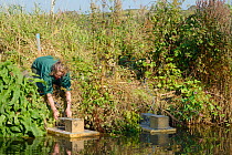 Teagen Hill of Westland Countryside Stewards checking traps set on floating rafts for Water voles (Arvicola amphibius) on the Bude canal, Cornwall, UK, October 2015. Model released.