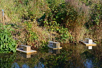 Traps set on floating rafts for Water voles (Arvicola amphibius) on the Bude canal, Cornwall, UK, October.
