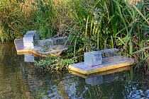 Traps set on floating rafts for Water voles (Arvicola amphibius) on the Bude canal, Cornwall, UK, October.