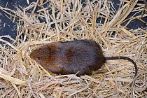 Water vole (Arvicola amphibius) caught in a floating trap set on the Bude canal held a large bag before weighing, Cornwall, UK, October.