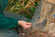 Teagen Hill of Westland Countryside Stewards inspecting a Water vole (Arvicola amphibius) caught in a floating trap set on the Bude canal, Cornwall, UK, October 2015. Model released.