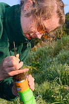 Teagen Hill of Westland Countryside Stewards sexing a Water vole (Arvicola amphibius) caught in a trap set on the Bude canal, Cornwall, UK, October 2015. Model released.