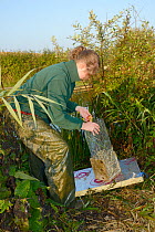 Teagen Hill of Westland Countryside Stewards using apple to bait a trap set on a floating raft for Water voles (Arvicola amphibius) on the Bude canal, Cornwall, UK, October 2015. Model released.