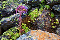 Mountain Houseleek (Sempervivum montanum) growing amongst rocks on scree slope. Nordtirol, Austrian Alps, July.