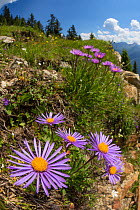 Alpine Aster (Aster alpinus), wide angle view to show dry meadow habitat. Nordtirol, Austrian Alps. July.