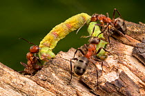 Wood Ants (Formica rufa) carrying caterpillar back to their nest for the colony to eat. Nordtirol, Austrian Alps. July.