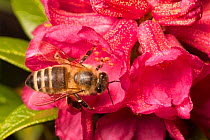 Honey Bee (Apis mellifera) worker feeding on Alpenrose (Rhododendron ferrugineum). Nordtirol, Austrian Alps. July.