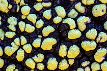 Map lichen (Rhizocarpon geographicum) growing on schist boulder. Nordtirol, Austrian Alps, July.