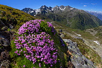 Moss Campion (Silene acaulis) photographed with a fisheye lens to show mountain environment. Nordtirol, Austrian Alps, June.