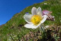 Spring Pasque Flower (Pulsatilla vernalis) Nordtirol, Austrian Alps. June.