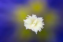 Trumpet / Stemless Gentian flower (Gentiana acaulis) close up detail of stigma, Nordtirol, Austrian Alps. June.