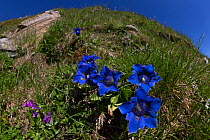 Trumpet / Stemless Gentian (Gentiana acaulis) Nordtirol, Austrian Alps. June.