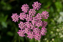 Greater Burnet-saxifrage (Pimpinella major) Nordtirol, Austrian Alps. June.