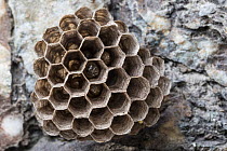 European Paper Wasp (Polistes gallicus) nest attached to rock face. Nordtirol, Austrian Alps. June.
