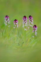 Burnt / Burnt-tip Orchid (Orchis ustulata) flowering in ancient alpine meadow. Nordtirol, Austrian Alps. June.