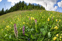 Burnt / Burnt-tip Orchid (Orchis ustulata), Fragrant Orchid (Gymnadenia conopsea) and Yellow Rattle (Rhinanthus sp.) flowering in ancient alpine meadow. Nordtirol, Austrian Alps. June.