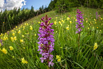 Fragrant Orchid (Gymnadenia conopsea) and Yellow Rattle (Rhinanthus sp.) flowering in ancient alpine hay meadow. Nordtirol, Austrian Alps. June.