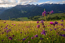 Dark Columbine (Aquilegia atrata) and Tuberous Thistle (Cirsium tuberosum) flowering in tradional hay meadow. Nordtirol, Austrian Alps. June.